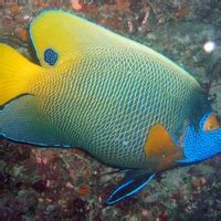 Tropical Fish Identification Made Easy .